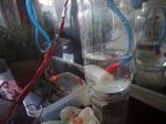 Raspberry Pi Automated Plant Watering with Website