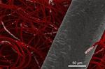 UMass Amherst Chemical Engineers Develop Green, Non-Toxic Nanofiber Fabrics for a Wide Range of Uses
