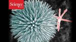 Marine Sponges & Novel Glass Technology