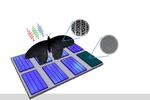 Butterfly Wing Inspires Photovoltaics: Light Absorption Can Be Enhanced by Up to 200 Percent
