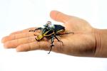 Beetle with tiny computer backpack is world’s smallest cyborg insect, say NTU researchers