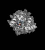 Teaching Life a New Trick: Bacteria Make Boron-Carbon Bonds
