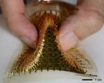 Flexible and transparent pressure sensor