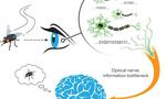 Unifying the theories of neural information encoding
