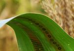 Engineers make wearable sensors for plants, enabling measurements of water use in crops