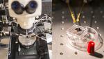 Making the Internet of Things possible with a new breed of “memristors”