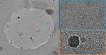 Researchers measure single atoms in a graphene ‘petri-dish’