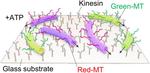 Letting molecular robots swarm like birds