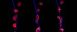 3D printing of living cells new UT technique is fast and flexible