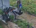 Lightweight robots harvest cucumbers