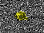 Revealing the hidden path of perovskite formation