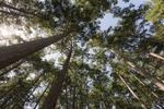 Crushed wood is stronger than steel