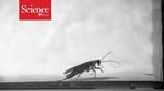 Cockroach-inspired robot is no crash-test dummy