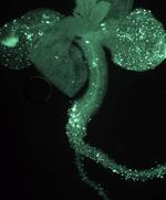 New UMass Amherst, Stanford Research Identifies Plant Cell Wall Sensing Mechanism