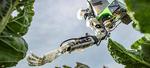 Scientists develop harvesting robots that could revolutionise farming practices