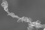 Inspired by nature: Design for new electrode could boost supercapacitors’ performance