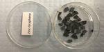Graphene promise for more efficient fertilisers