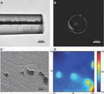 Linking Localized Corrosion of Stainless Steel to Titanium