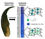 Worm-Inspired Tough Materials