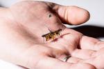 The first wireless flying robotic insect takes off