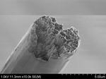 World’s strongest bio-material outperforms steel and spider silk