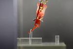 Cometh the cyborg: improved integration of living muscles into robots