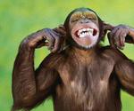 Dont Mess With Da Monkey
