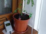 ATtiny85 Plants Care