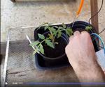 AUTOMATED WATERING SYSTEM OF a GREENHOUSE