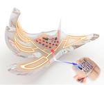 SNU Researchers developed electronic skins that wirelessly activate fully soft robots