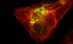 Beyond colour in cellular microscopy