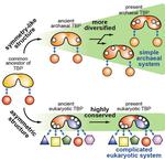 Scientists reveal how eukaryotic transcription systems gained complexity