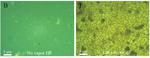 Method could be boost to large scale production of graphene