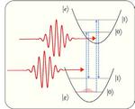 Control of quantum state of optical phonon in diamond induced by ultrashort light pulses