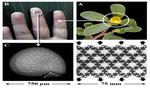 UNH Researchers Find Seed Coats Could Lead to Strong, Tough, Yet Flexible Materials