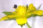 Virginia Tech researchers develop novel process to 3D print one of the strongest materials on Earth
