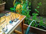 Python/MicroPython IoT Framework Example - Auto Irrigation