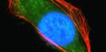 Terahertz wave activates filamentation of actin