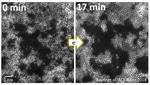 Watching two-dimensional materials grow