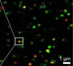 Molecular machines at work