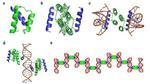 Scientists Make New ‘Green’ Electronic Polymer-Based Films with Protein Nanowires