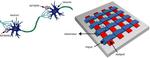 Understanding the building blocks for an electronic brain