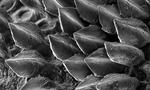 Codebreaker Turing’s theory explains how shark scales are patterned