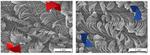 New Materials: Growing Polymer Pelts
