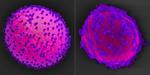 Solar panels for yeast cell biofactories