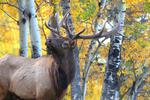 Researchers Successfully Train Computers to Identify Animals in Photos