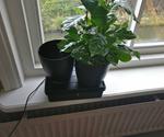 ESP8266 Smart Plant