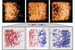 Atoms stand in for electrons in system for probing high-temperature superconductors