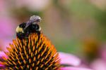 Living IoT: A Flying Wireless Platform on Live Insects