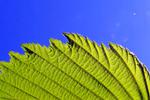 More efficient solar cells imitate photosynthesis